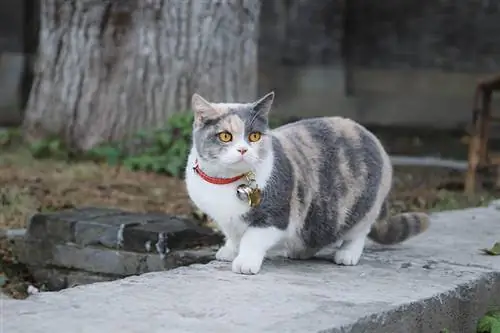 gato munchkin con collar