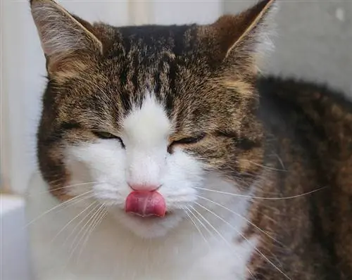 chat tigré se léchant la bouche