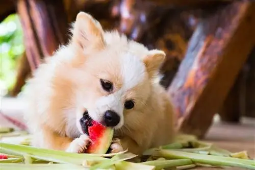 chien qui mange de la pastèque