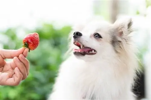 menawarkan strawberi anjing