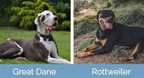 Dogue Allemand contre Rottweiler