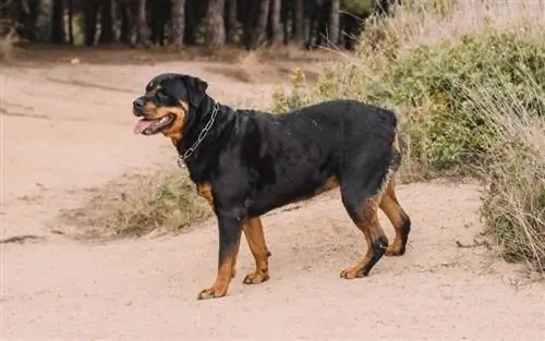 rottweiler allemand