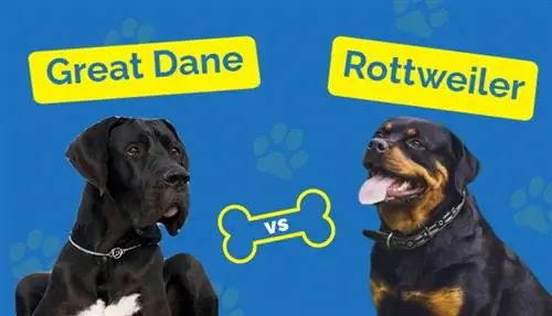 Great Dane vs Rottweiler: Lawv Sib Piv Li Cas? (Nrog cov duab)