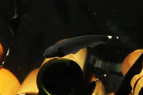 Black Ghost Knifefish