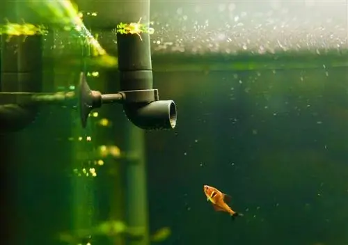 filtre d'aquarium pépin et petit poisson