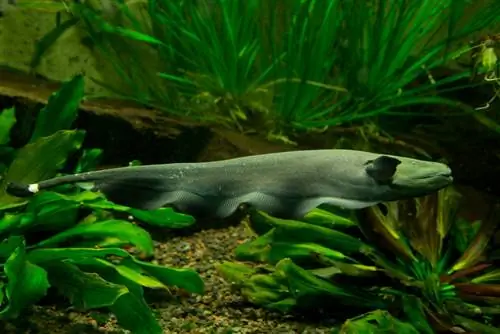 Black Ghost Knifefish: guía de cuidado, comportamiento & Preguntas frecuentes