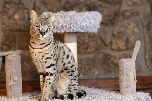 gato savannah en un rascador