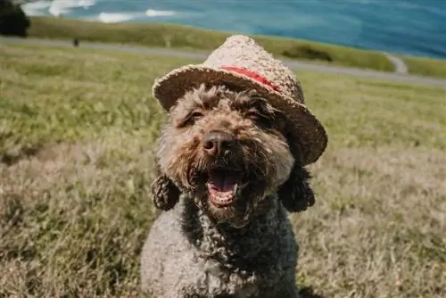 perro de agua español sonriendo con sombrero