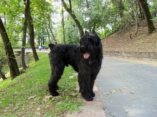 Black Bouvier Des Flandres