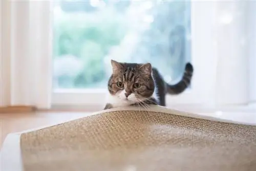 tabby white british shorthair cat na naghahanap ng laruan ng pusa sa ilalim ng sisal carpet