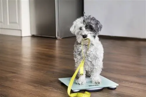 cute na poodle dog na nakaupo sa weigh scale na may panukat na metro sa bibig