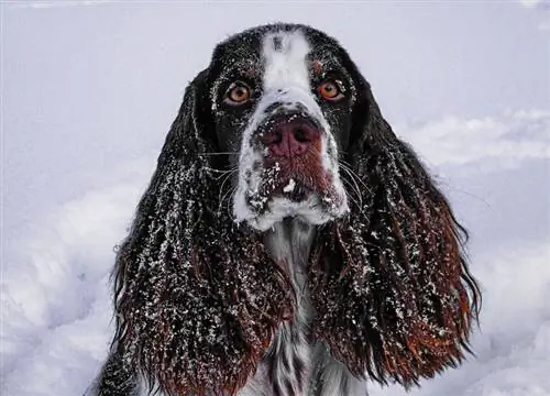 winter hond