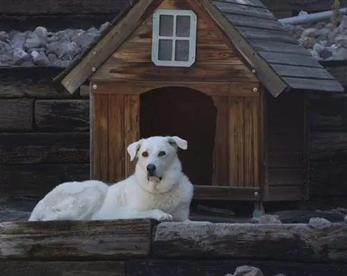 9 meilleures niches pour chiens isolées pour l'hiver en 2023 - Avis & Guide