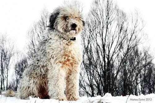 Bergamasco Sheepdog