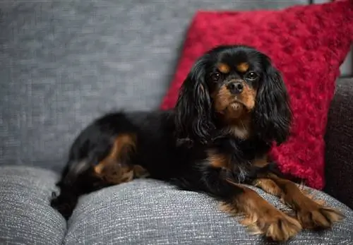 Cavalier King Charles Spaniel, schwarz und braun