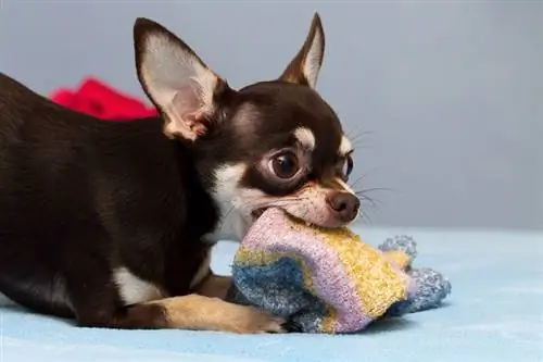 játszik Chihuahua_kamilpetran_shutterstock