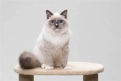 gato ragdoll sentado en un árbol para gatos