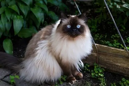 Gato del himalaya con cara de muñeca de punto de chocolate