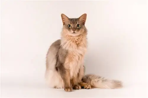 un gato somalí azul de fondo blanco