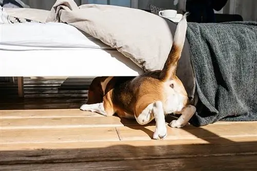 beagle rampe sous le lit