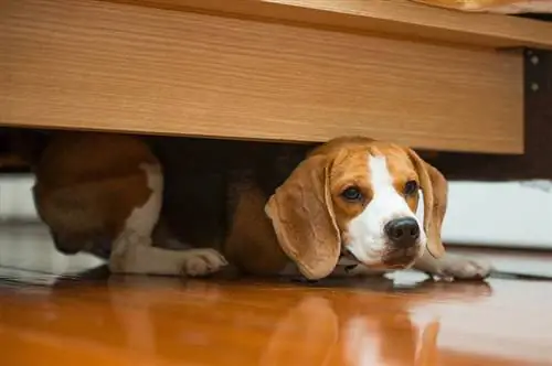 beagle caché sous le lit