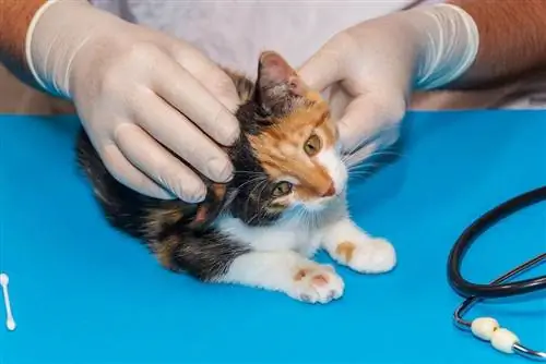 veterinário examinando gatinho com micose