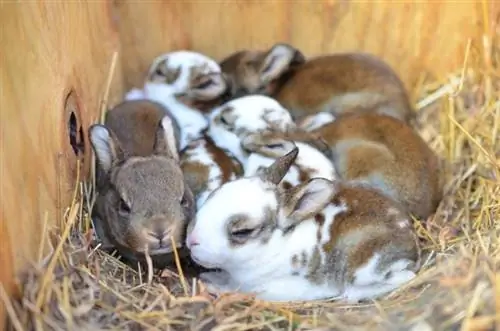 2 tedna stari zajci mini rex v gnezdu