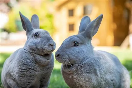 Ako dlho žijú králiky Rex ako domáce zvieratá? Fakty schválené veterinárom & často kladené otázky