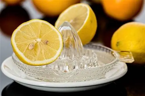 limon və sıxıcı