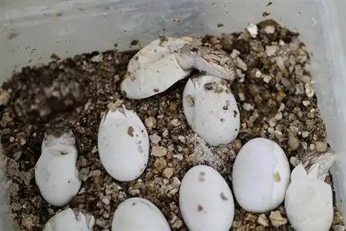 Huevos de dragón barbudo recién agrietados