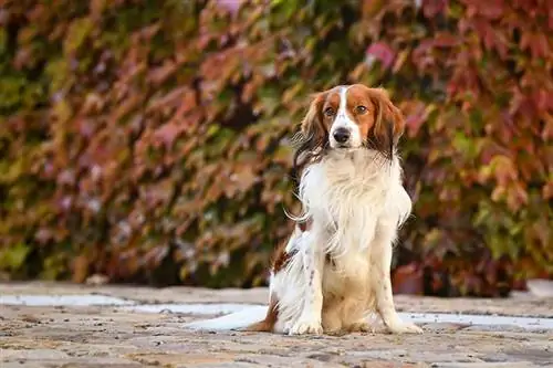 Chien Kooikerhondje assis sur un chemin