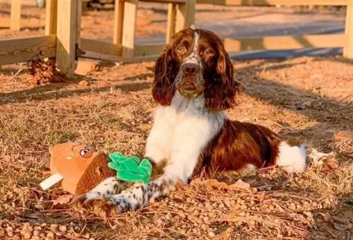 Англи хэлний Springer Spaniel