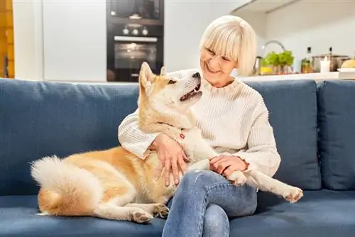 akita šuo su šeimininku ant sofos