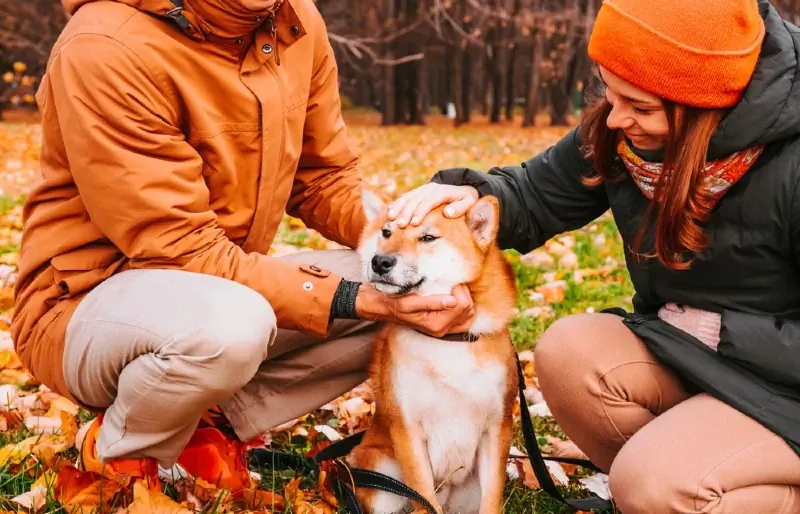 Com entrenar un Akita: 8 consells importants