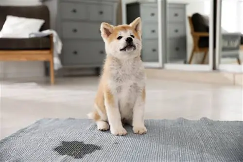 cachorro akita inu fez xixi no tapete