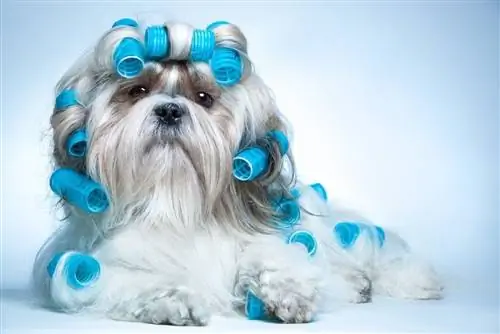 Shih Tzu mit Lockenwicklern