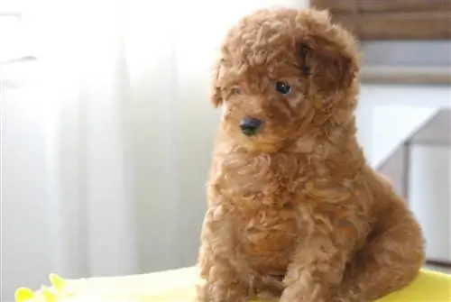 Миниатюралық Goldendoodle ит