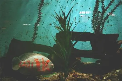 በጨለማ aquarium ውስጥ ዓሳ