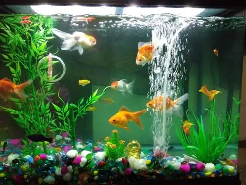 acquario con tubo filtrante