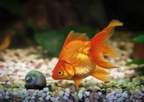 Goldfish-at-snail-sa-aquarium-tank