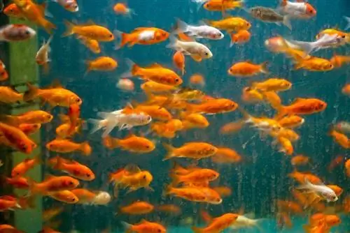 poisson rouge dans le réservoir