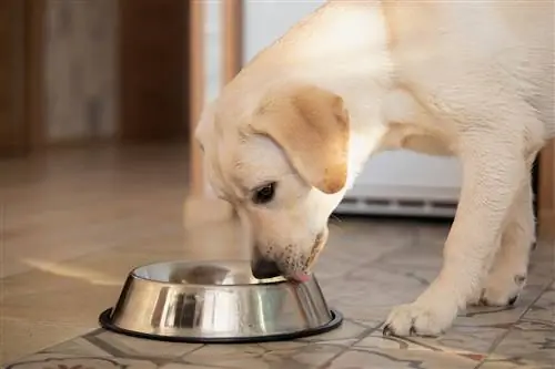 labrador që lëpin tasin metalik