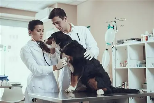 veterineri ekzaminon qenin e malit bernese