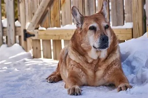 Perro mayor durante la nieve