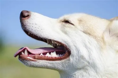 Cachorro batendo os dentes: 10 motivos comuns & O que fazer