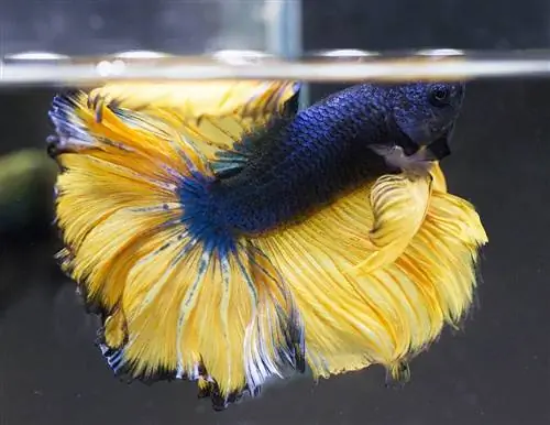 Mustard Gas Betta di dalam tangki