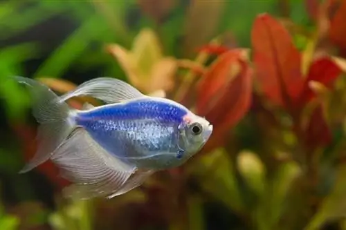 glofish μαύρο tetra στο ενυδρείο