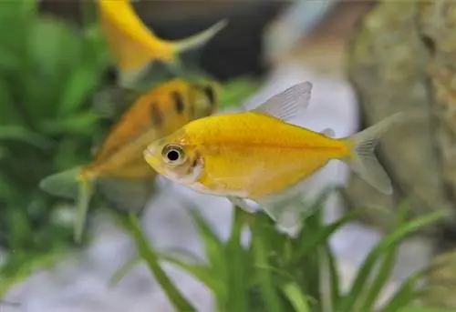 Câți Glofish într-un rezervor de 5 galoane?