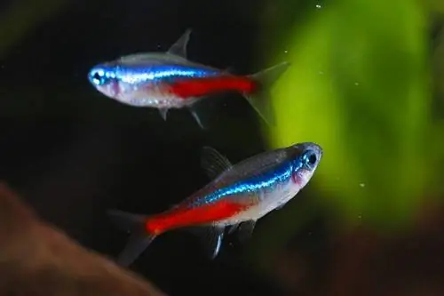 Hoeveel neontetra's in een tank van 10 gallon? Feiten & Veelgestelde vragen