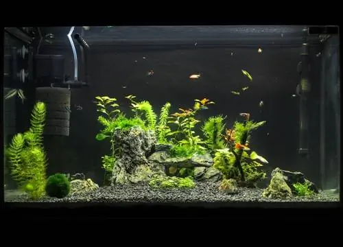 stort akvarium med planter og filter